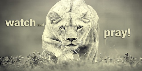 Watch and Pray Wallpaper - Lioness